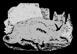 silly fox fafa fogie